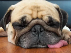 気持ちよさそうに眠るパグ