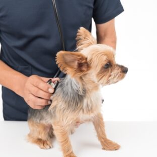愛犬の動物病院の選び方や受診するタイミング