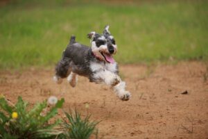 走り回って遊んでいる犬