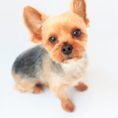 ヨークシャー・テリアの性格や特徴、病気と予防策！小型犬が人気な理由も！