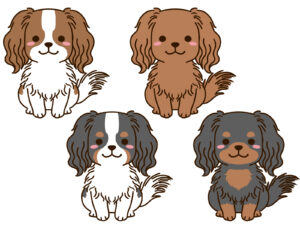キャバリアの異なる毛色4種類