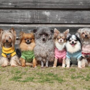 ミックス犬とは?その魅力と人気のミックス犬10選!
