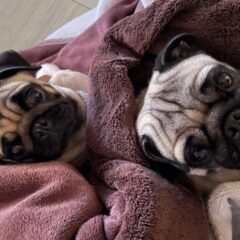 パグの性格や特徴、病気と予防策！小型犬が人気の理由も！