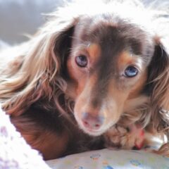 ミニチュア・ダックスフンドの性格や特徴！小型犬が人気の理由も！