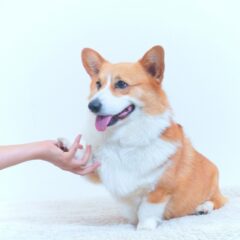 愛犬に「お手」の上手なしつけの教え方