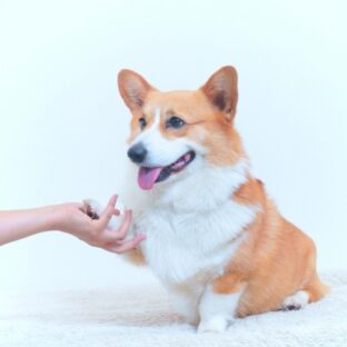 愛犬に「お手」の上手なしつけの教え方
