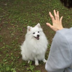 愛犬に「待て」上手な教え方-しつけの必要性と教える時期-