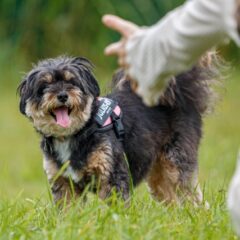 愛犬に「おいで」の上手な教え方と必要な理由