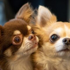 小型犬が人気の理由！-チワワの性格や特徴-