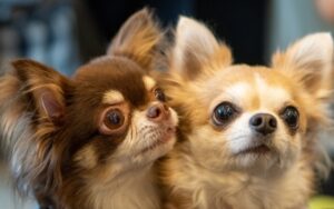 スムースとロングの2種類のチワワが寄り添っている写真