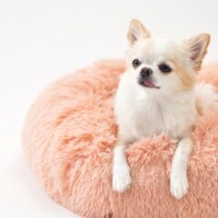 愛犬「伏せ」の上手な教え方-しつけの必要性と始める時期-