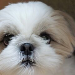 シー・ズーの性格や特徴、病気と予防策！小型犬が人気の理由も！