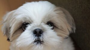 飼い主さんを見つめるシーズー