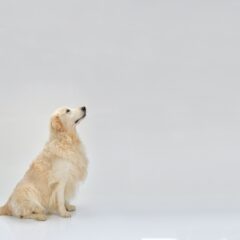 愛犬のおすわりのしつけ方法と必要な理由と意味