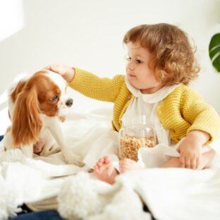キャバリアの性格や特徴・病気と予防策!小型犬が人気の理由も!