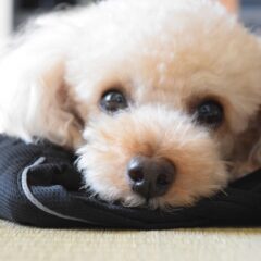 トイ・プードルの性格や特徴！小型犬の人気の理由も！