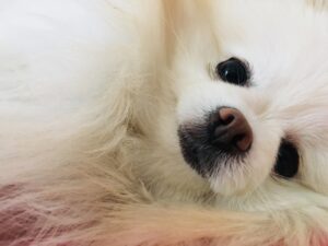 ホワイトのポメラニアンのアップ