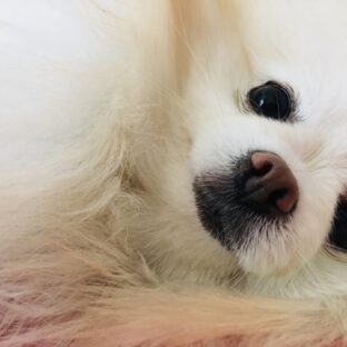 ポメラニアンの性格や特徴!小型犬が人気の理由も!