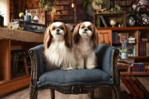 フルコートと短めにカットした2頭のシーズー