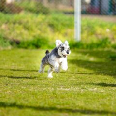 ミニチュア・シュナウザーの性格や特徴、かかりやすい病気と予防策！