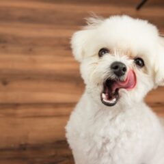 マルチーズの性格と特徴、病気と予防策！小型犬が人気の理由も！