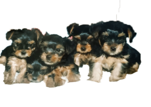 子犬のころはブラック&タンの毛色のヨークシャーテリア