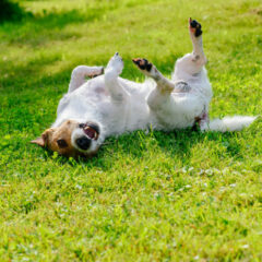 犬の不思議な行動5選！