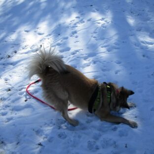 犬の芸の種類10選！教え始めるタイミングと方法【おじぎ】