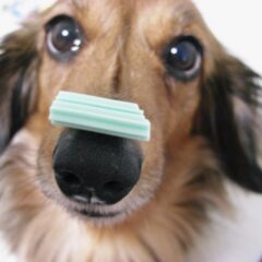 犬の芸の種類10選！教え始めるタイミングと方法【鼻パク】