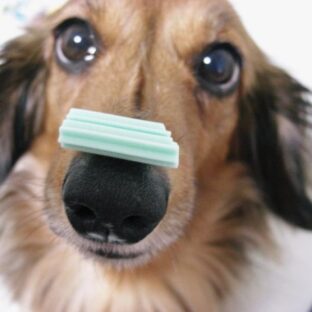 犬の芸の種類10選！教え始めるタイミングと方法【鼻パク】