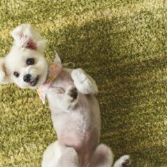 犬の芸の種類10選！教え始めるタイミングと方法【ゴロン(ヘソ天)】