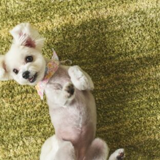 犬の芸の種類10選！教え始めるタイミングと方法【ゴロン(ヘソ天)】