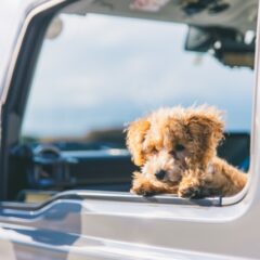 犬も車酔いするの？原因や症状、対処法や予防策を知ってお出掛けしよう！