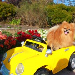 お出掛け上手になる！愛犬の乗り物の乗せ方