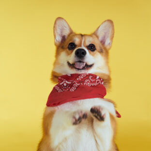 犬の芸の種類10選！教え始めるタイミングと方法【ちょうだい】