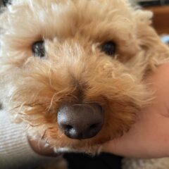 犬の芸の種類10選！教え始めるタイミングと方法【あごのせ】