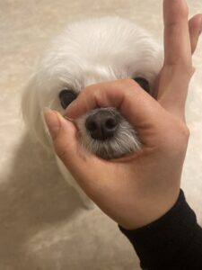 輪っかの中に鼻を入れる犬芸