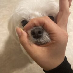 犬の芸の種類10選！教え始めるタイミングと方法【鼻】