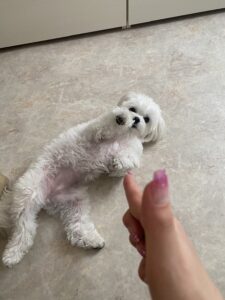 バーンと銃に撃たれたように倒れる犬芸