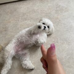 犬の芸の種類10選！教え始めるタイミングと方法【バーン】