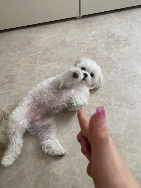 バーンと銃に撃たれたように倒れる犬芸