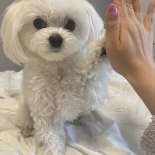 犬の芸の種類10選！教え始めるタイミングと方法【ハイタッチ】