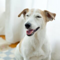 シニア犬について知っておきたいこと
