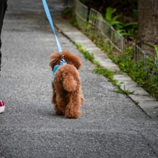 シニア犬の衰えを防ぐお手入れ習慣