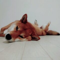 犬のかかりやすい病気ガイド～脳・神経～