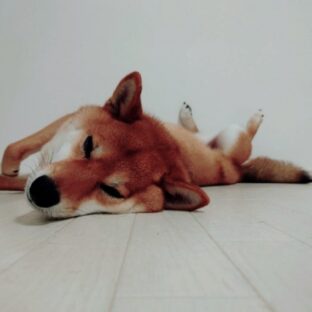 犬のかかりやすい病気ガイド~脳・神経~