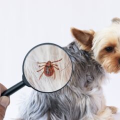 予防したい犬の寄生虫症