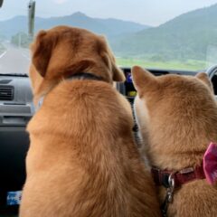 犬のかかりやすい病気ガイド～生殖器～