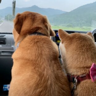 犬のかかりやすい病気ガイド~生殖器~