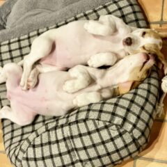 犬のかかりやすい病気ガイド～お腹・心臓～